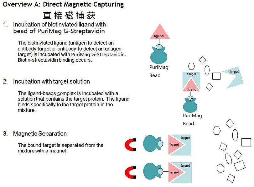 链霉亲和素磁珠直接捕获示意图