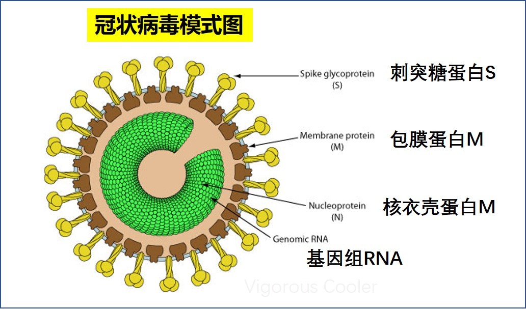 新冠病毒