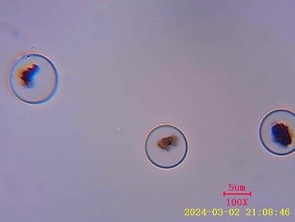 高载量酶固定化磁珠