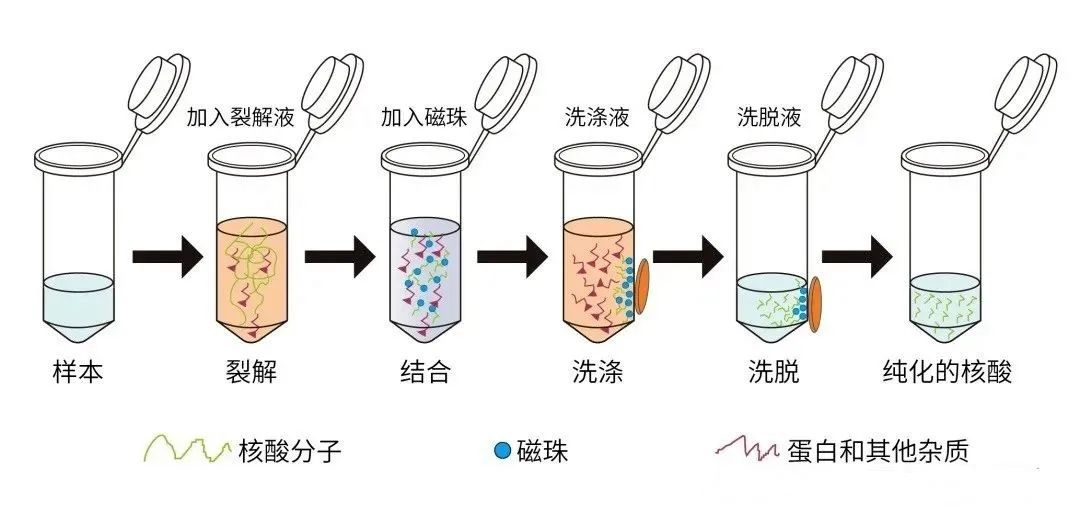 磁珠法核酸提取