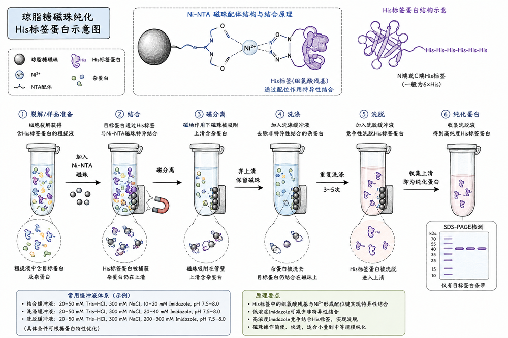 磁珠法纯化组氨酸标签蛋白 磁珠法纯化组氨酸标签蛋白
