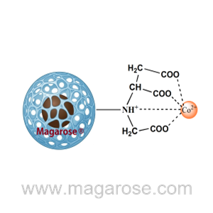 Magarose-TALON-Co Magarose-TALON-Co