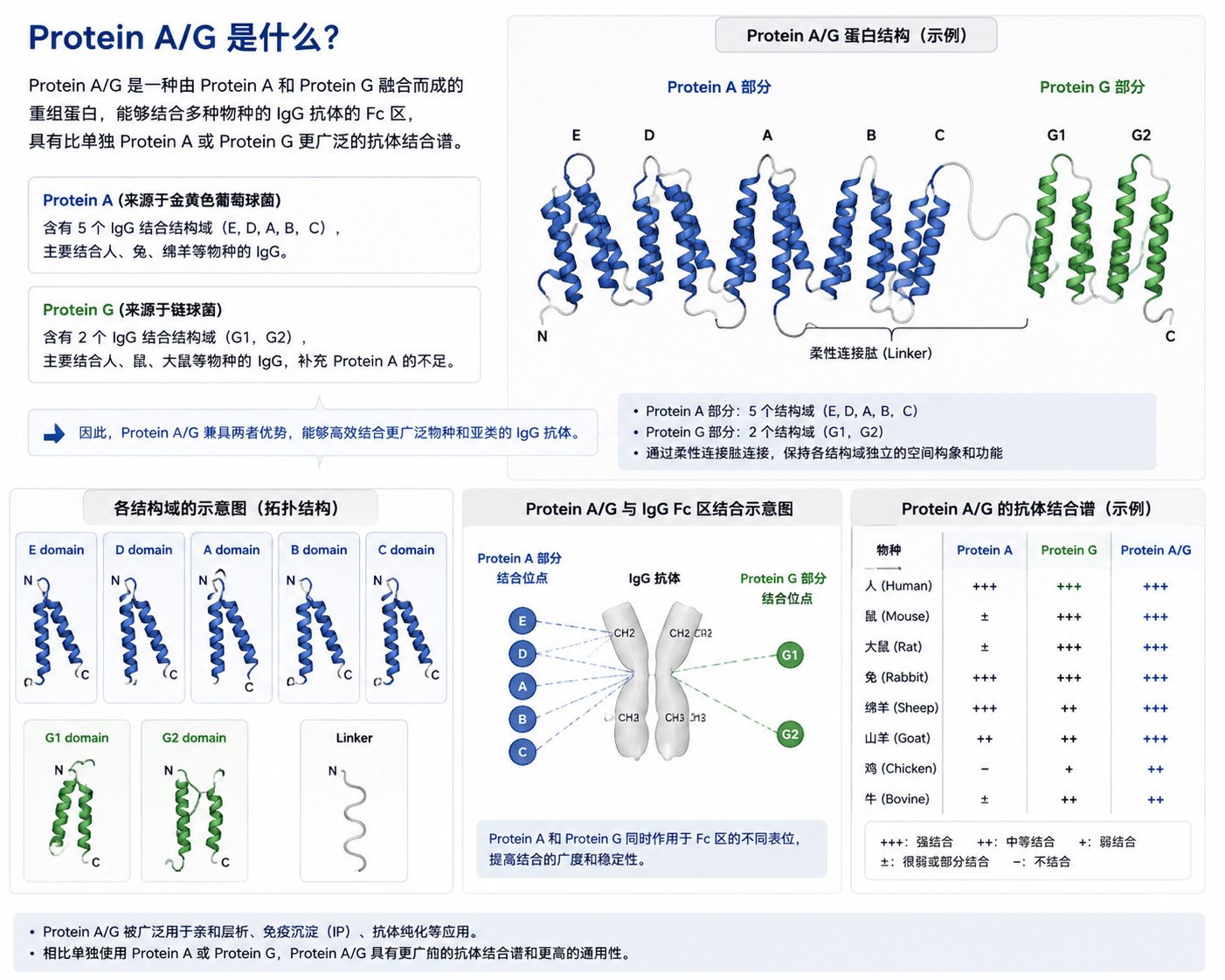 蛋白A/G结构示意图