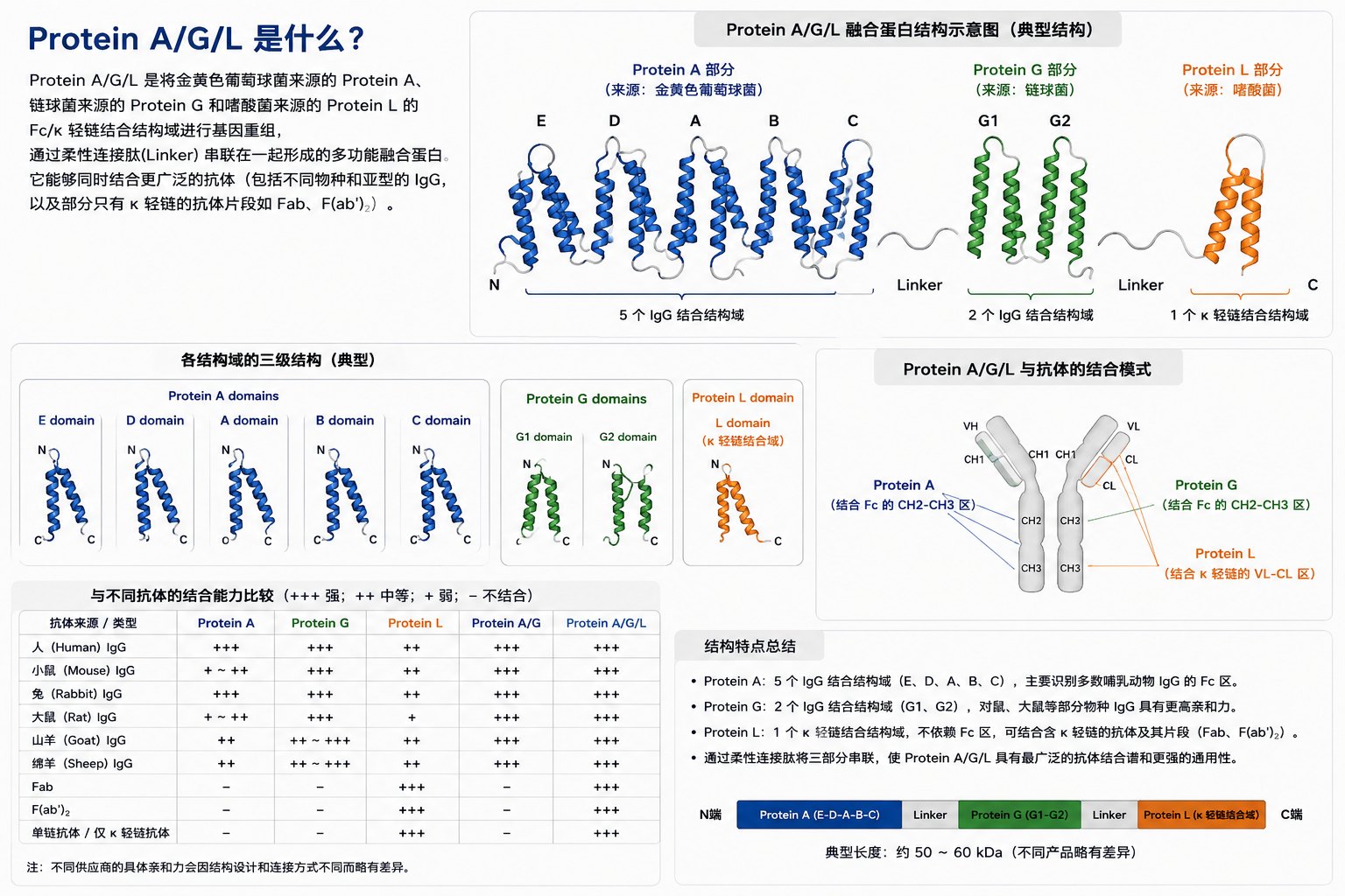 蛋白A/G/L结构