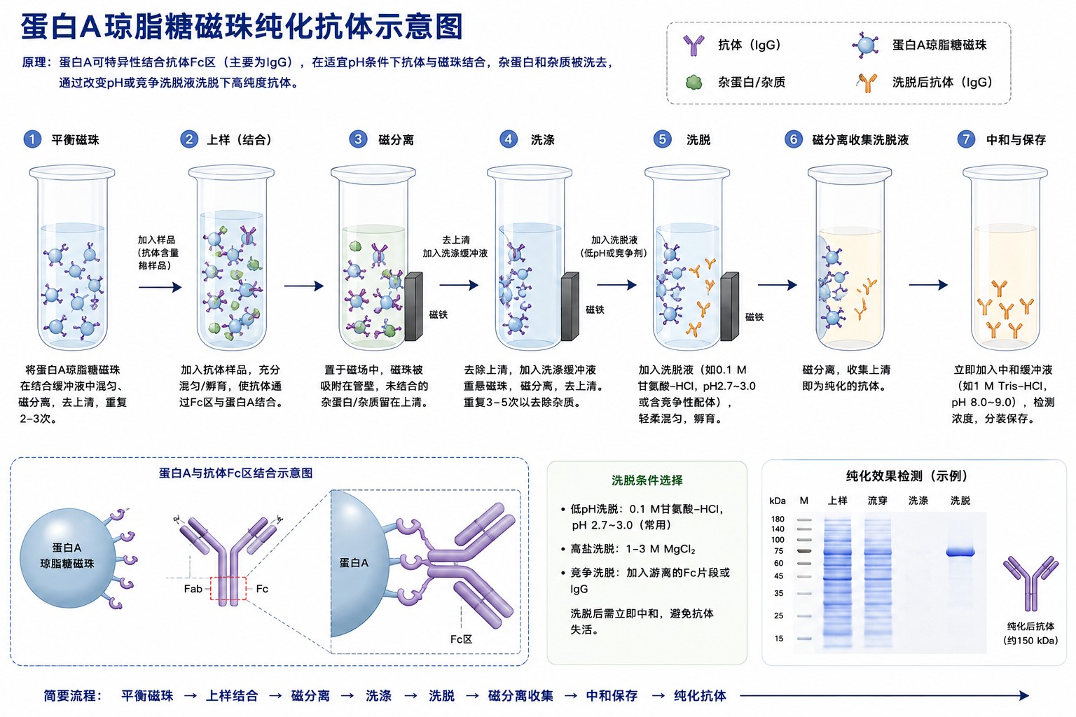 Protein A 磁珠纯化抗体流程示意图 Protein A 磁珠纯化抗体流程示意图