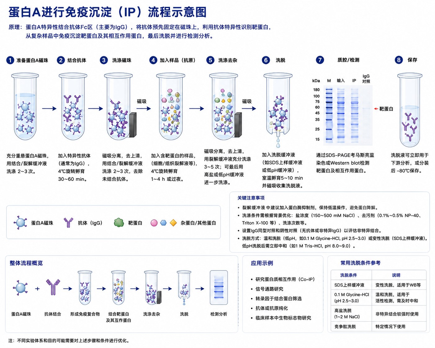 蛋白A进行免疫共沉淀示意图 蛋白A进行免疫共沉淀示意图