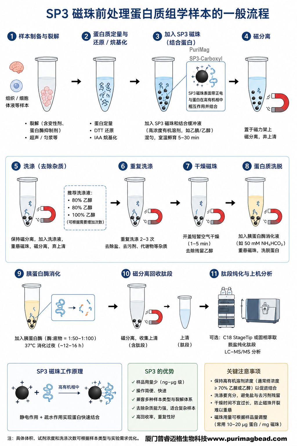 SP3磁珠前处理蛋白组学样本流程