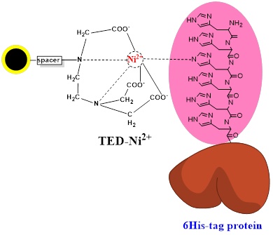 组氨酸标签蛋白纯化TED磁珠|硅基TED-Ni镍磁珠|His-tag蛋白分离磁