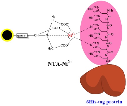 组氨酸标签蛋白纯化NTA磁珠|硅基NTA-Ni镍磁珠|His-tag蛋白分离镍