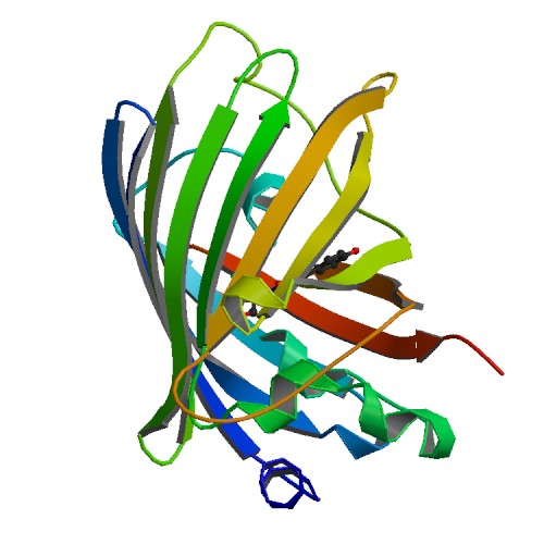 增强型绿色荧光蛋白EGFP