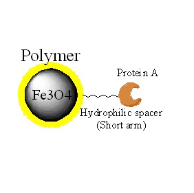 蛋白A磁珠|Protein A磁珠|Protein A magnetic be