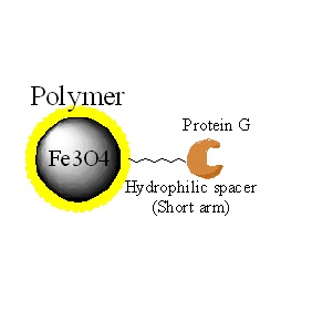 蛋白G磁珠|ProteinG磁珠|Protein G magnetic bea