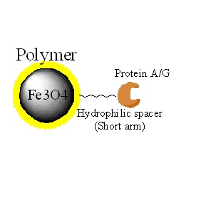 蛋白A/G磁珠|Protein A/G磁珠|Protein A/G magne