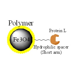 蛋白L磁珠|Protein L磁珠|Protein L magnetic be