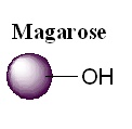 琼脂糖磁性微球|琼脂糖磁珠|Magnetic agarose bead