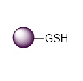GST融合蛋白纯化用琼脂糖磁珠|GST标签蛋白纯化磁珠|GSH磁珠pull d