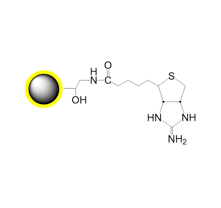 2-亚氨基生物素磁珠|偶联链霉亲和素