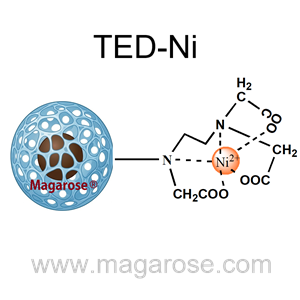 Magarose-TED-Ni | His-tag蛋白纯化磁珠 | 组氨酸标签