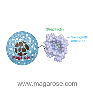 Strep-tag II蛋白纯化磁珠|Strep-Tactin琼脂糖磁性微球